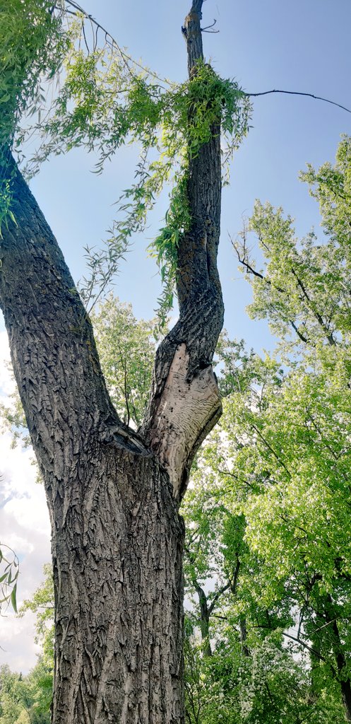 claraedin's tweet photo. La madera muerta da mucha vida a los bosques! 🌳🐛
#EducaWood #edinfantil #cienciasnaturales #influencereducativo 
@iruanopalencia https://t.co/iccSJ4mKRX
