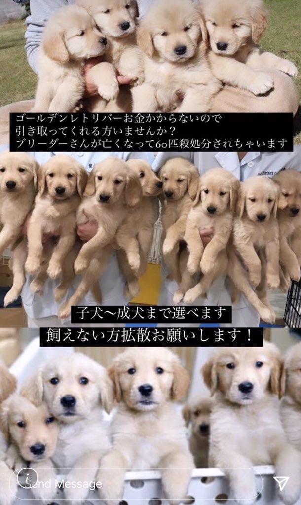 愛犬美容室moco 投稿者さんからdmが届きました 動物愛護団体エンジェルズ滋賀シェルターさんに保護されたとのことです 本当かどうかの確認 把握は私はしていませんので直接確認取ってみてください 1匹も殺処分にはならなかったという事は本当に幸いです 愛犬美容室moco 投稿者さんからdmが届きました 動物愛護団体エンジェルズ滋賀シェルターさんに保護されたとのことです 本当かどうかの確認 把握は私はしていませんので直接確認取ってみてください 1匹も殺処分にはならなかったという事は本当に幸いです