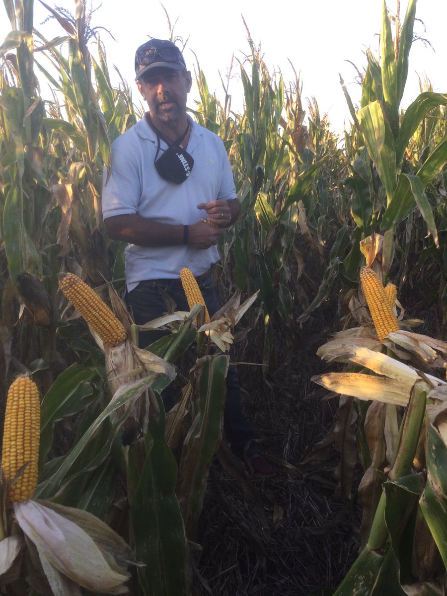 Hoy fuimos a ver a nuestro híbrido STINE 9734-20 sembrado sobre cebada.. Hasta a “Indio” le gustó..