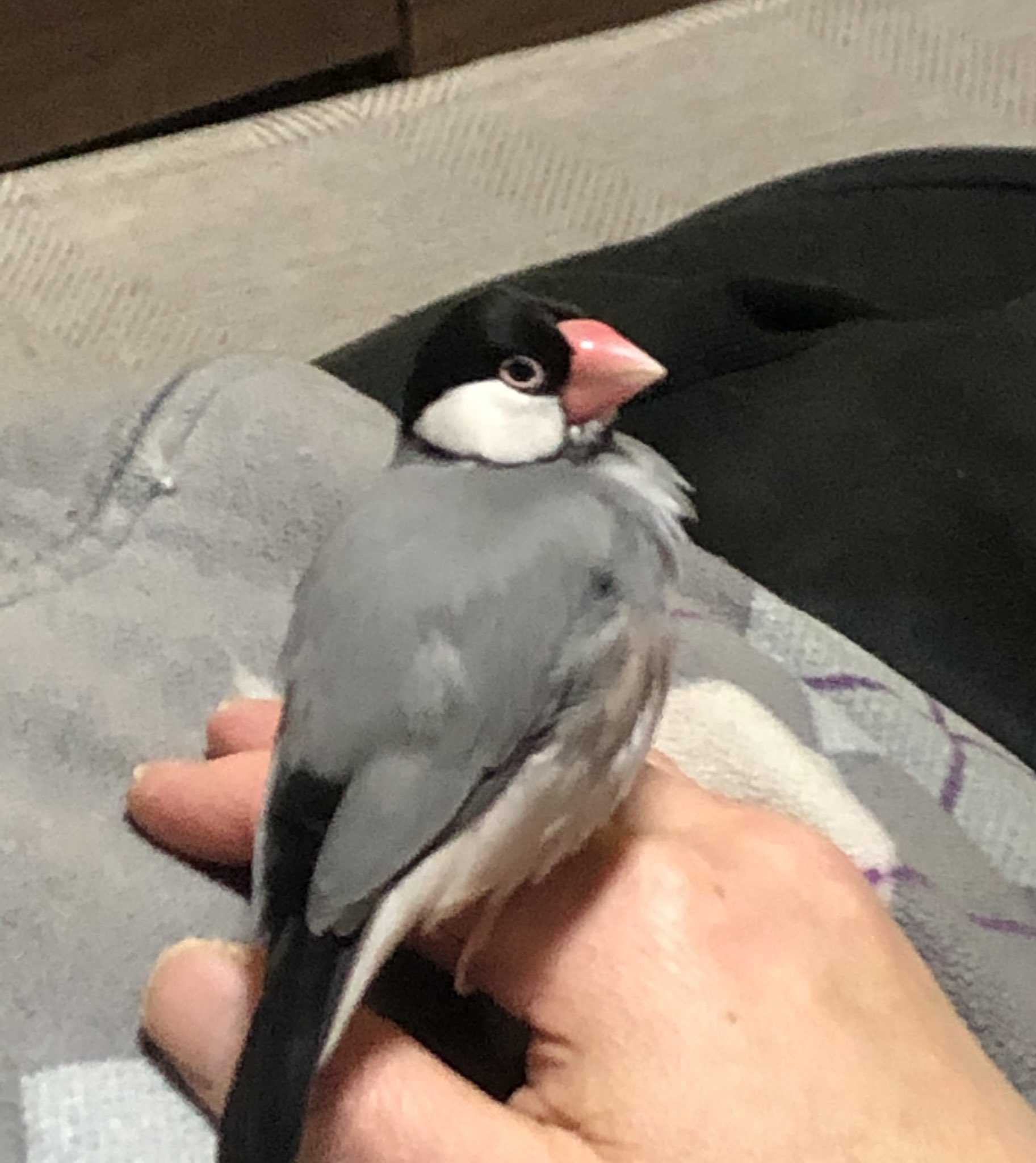 迷子文鳥を探しています 迷子文鳥探してます 拡散希望 21 4 16 00頃に家族が放鳥中に誤って外へ逃してしまいました 埼玉県川口市です 人懐っこい手乗り文鳥です 左目の上に白い点があります 写真1枚目 何か情報がありましたらdmなどご連絡を