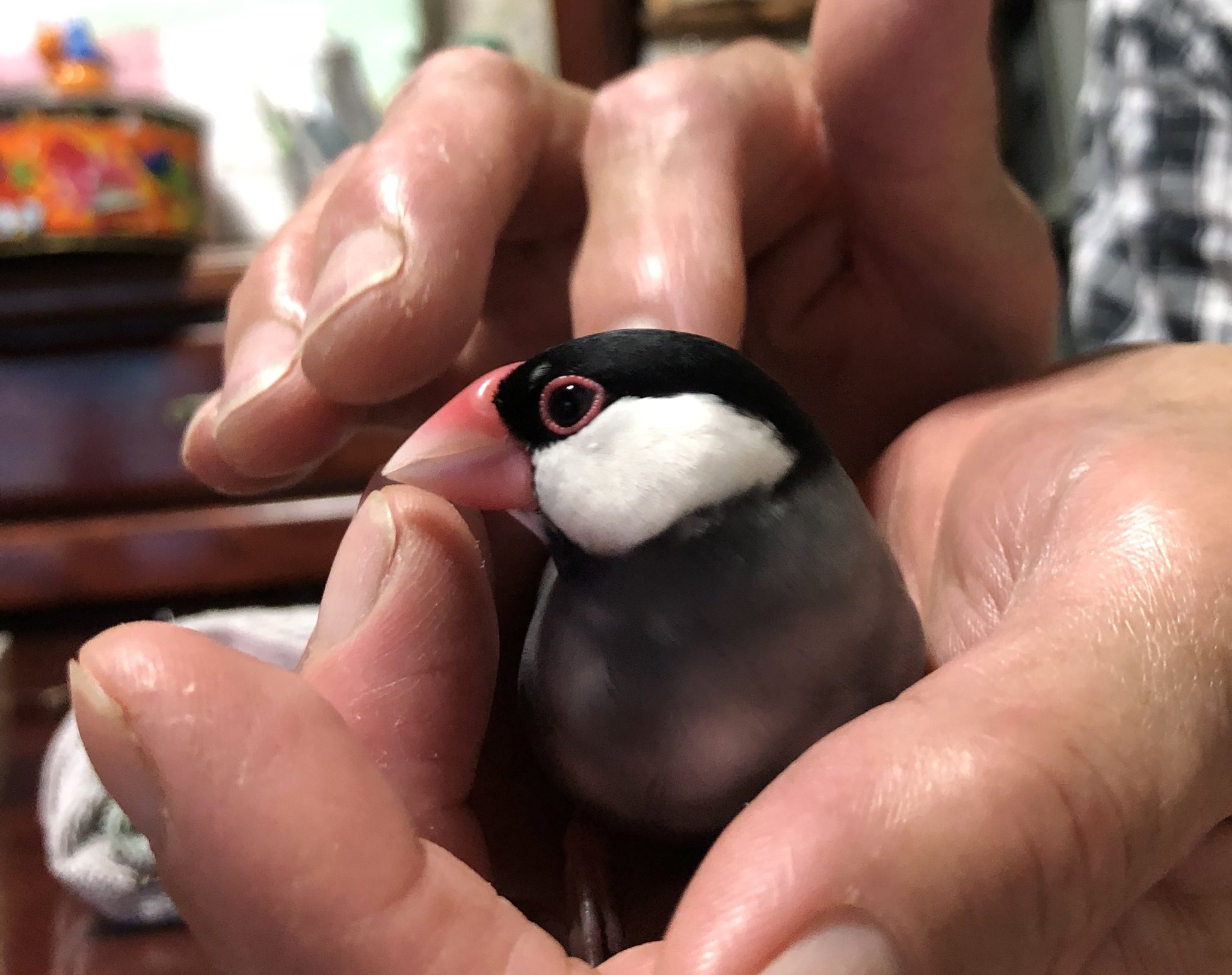 迷子文鳥を探しています 迷子文鳥探してます 拡散希望 21 4 16 00頃に家族が放鳥中に誤って外へ逃してしまいました 埼玉県川口市です 人懐っこい手乗り文鳥です 左目の上に白い点があります 写真1枚目 何か情報がありましたらdmなどご連絡を
