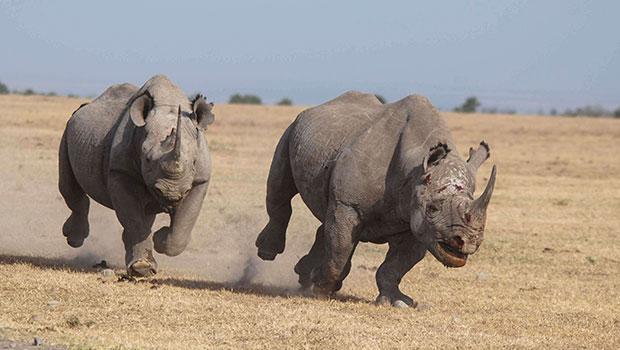 Носорог и осьминог носят десять пар. Носорог. Носорог бежит. Мощный носорог.