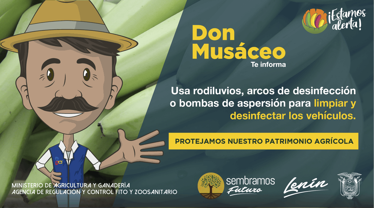AgrocalidadZ5's tweet photo. #EstamosAlerta | Restringe el ingreso de vehículos a tu finca. Si es imprescindible, desinféctalos con amonio cuaternario para reducir el riesgo de introducción de Foc R4T.

#EcuadorSinFocR4T🇪🇨 https://t.co/hjoOFSyj05