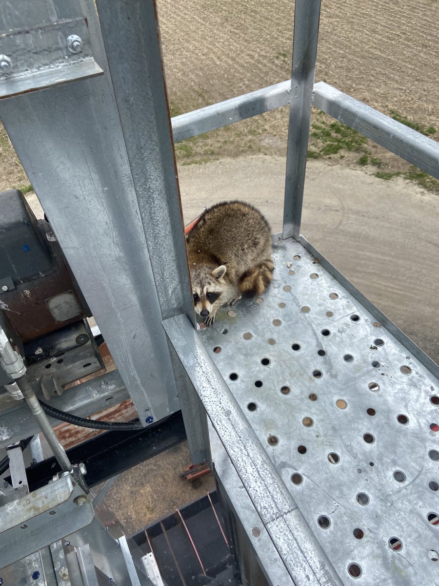 What would possess a raccoon to climb 50’ straight up to the top of a grain leg ? It would’ve had to climb the ladder which I can barely climb up ... I think I’ll wait him out
