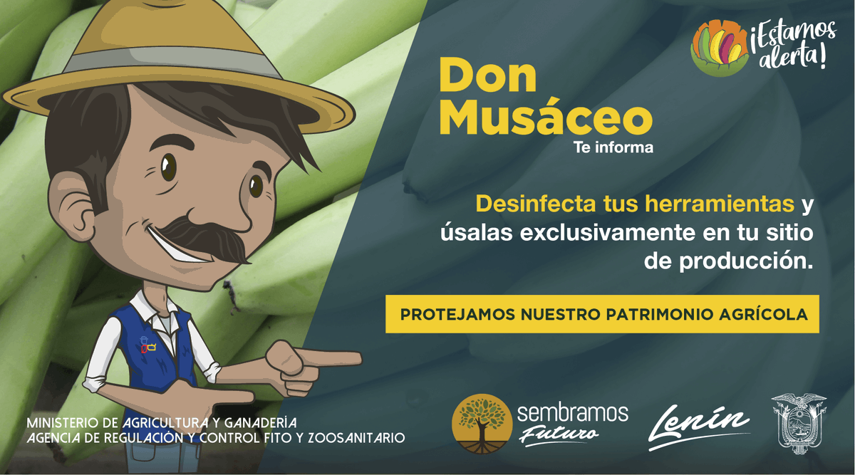 AgrocalidadZ5's tweet photo. #EstamosAlerta | Tus herramientas son importantes para las labores agrícolas, pero también pueden ser una fuente de ingreso y dispersión de Foc R4T, desinféctalas y no las compartas con otras fincas.

#EcuadorSinFocR4T🇪🇨 https://t.co/7V86IVnNjT