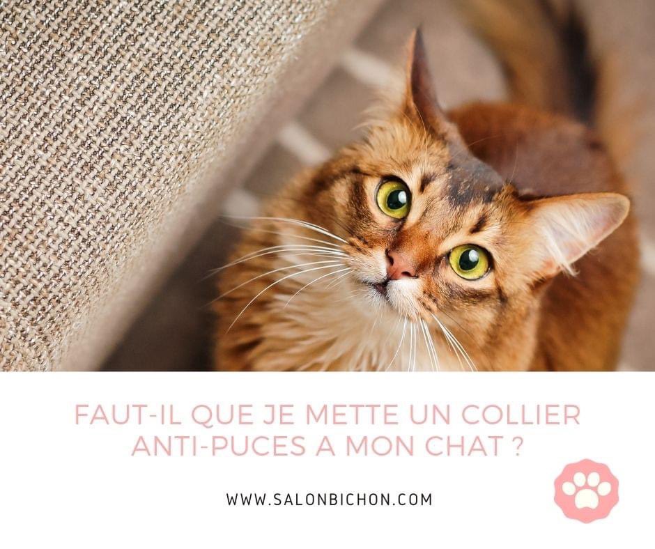 BichonSalon's tweet photo. Un rdv avec un toiletteur pour votre chien ou votre chat ✂️🐶🐱✂️? Venez sur : https://t.co/CvYl3Ny2dk afin de prendre RDV en 3 clics avec un toiletteur proche de chez vous #rdvenligne #salonbichon #animaldecompagnie #chien #chat #toilettage #toiletteur https://t.co/4WUwOEcECb