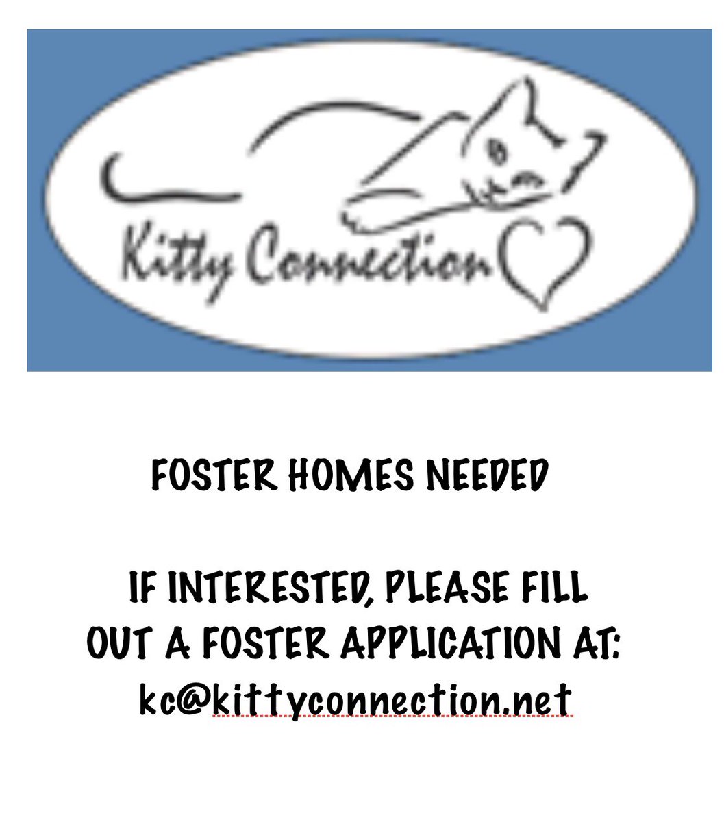 ConnectionKitty's tweet image. 