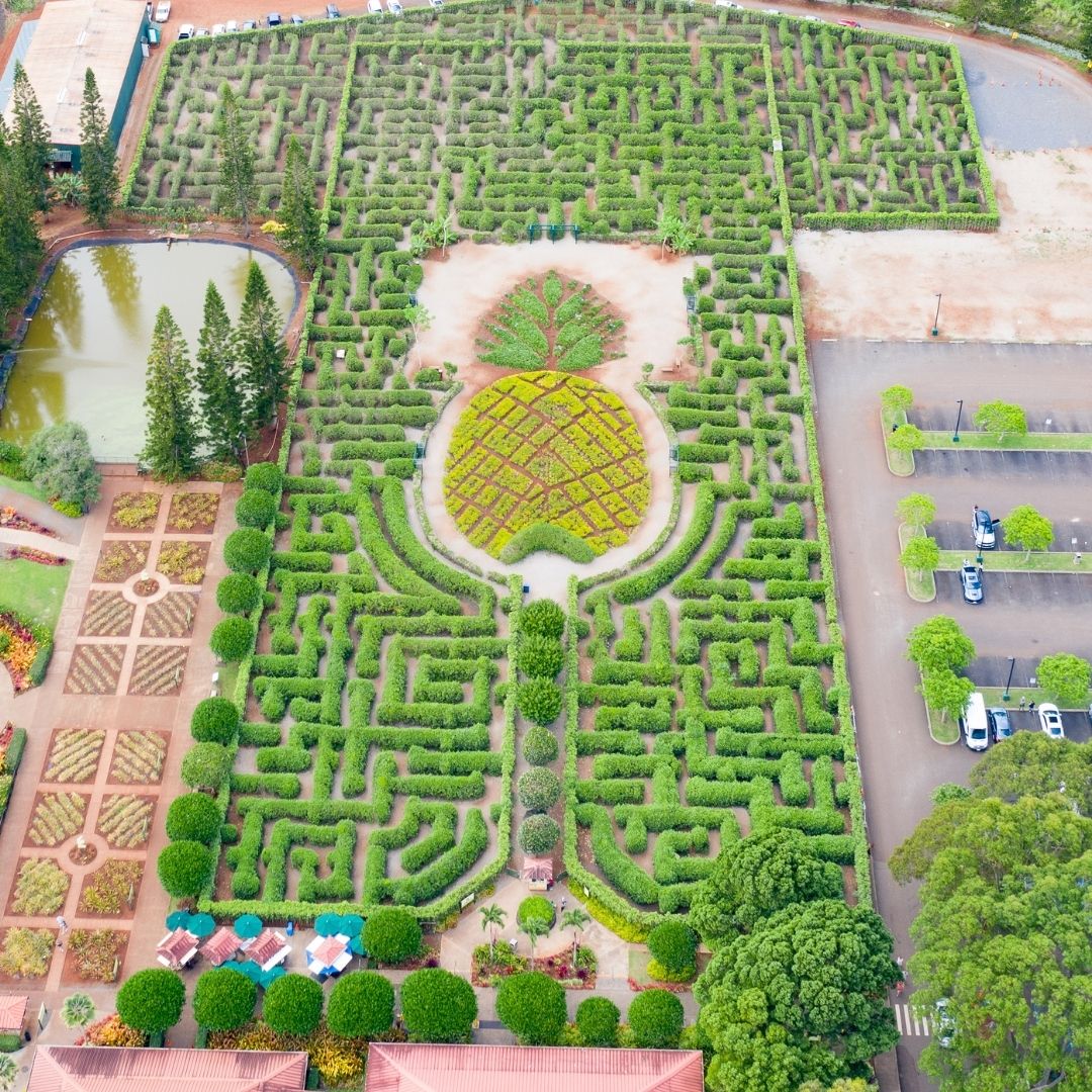 Pineapple Maze Hawaii