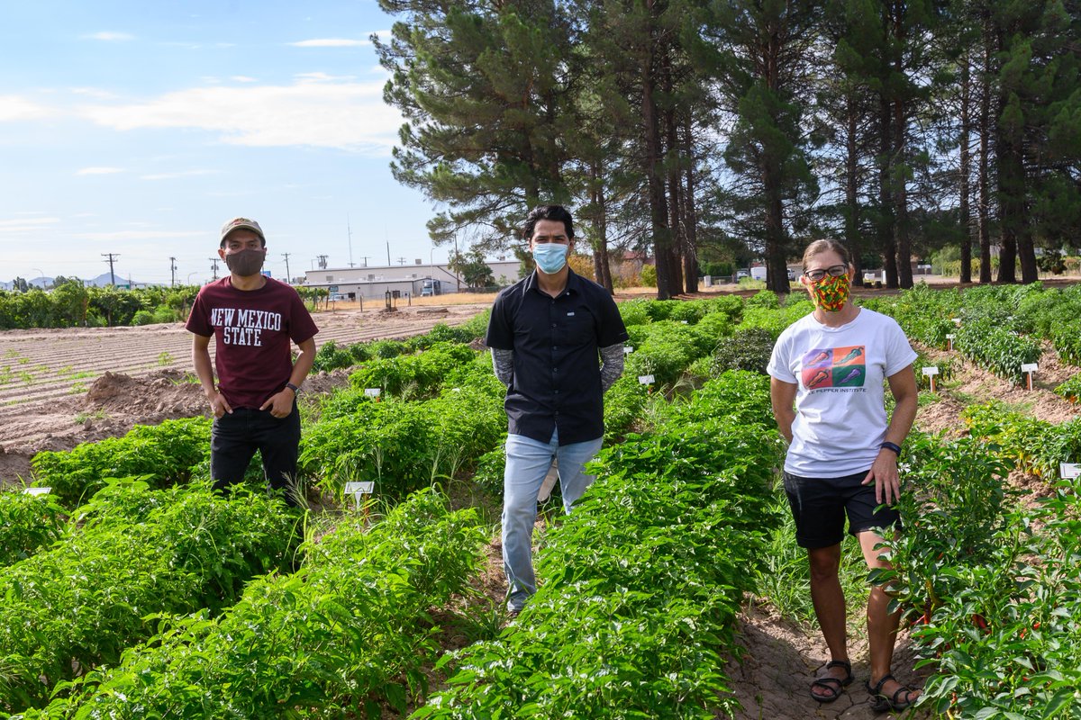 NMSU_Ext_Plant's tweet photo. We extend research-based knowledge + technology that will enable producers, clientele and citizens to improve the quality of their lives and enhance the agricultural, economic, environmental and social well-being of the state. https://t.co/YhOdv9NlbQ