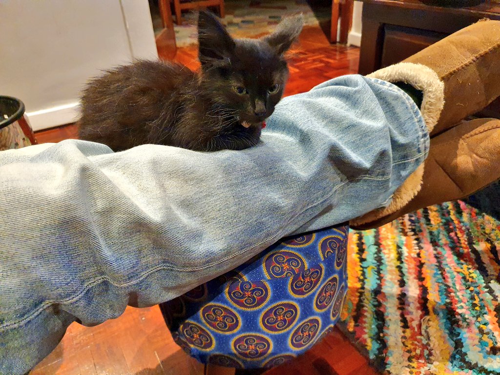 Also, he lets the kitten sleep like this. (C& #39;mon. You knew there& #39;d be a cat buried somewhere in this thread, didn& #39;t you?)