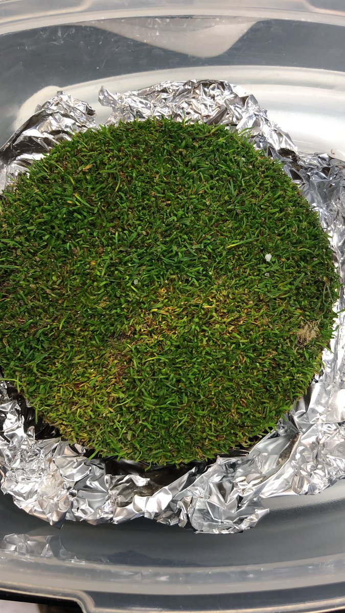 Cool spring temperatures and passing showers from day to day brought a little brown ring patch (Waitea circinata) into the #RUPDL today. 
njaes.rutgers.edu/plant-diagnost…