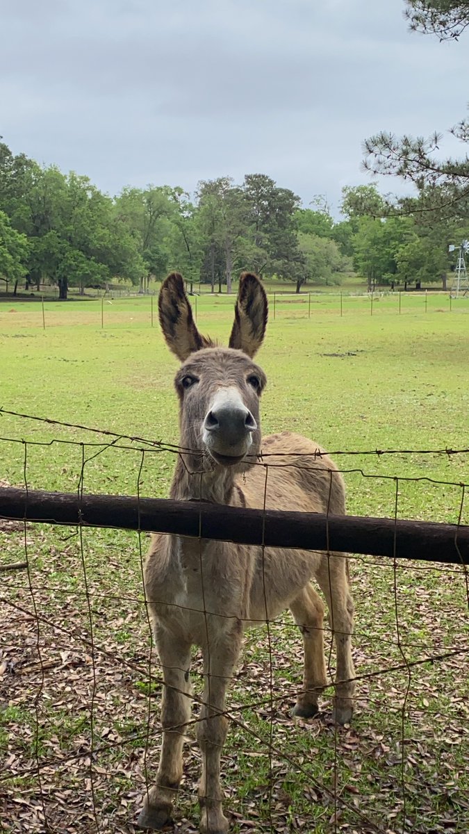 conductornicole's tweet photo. @hitRECordJoe Smiling Donkey :) https://t.co/eG8tBdLx5Y