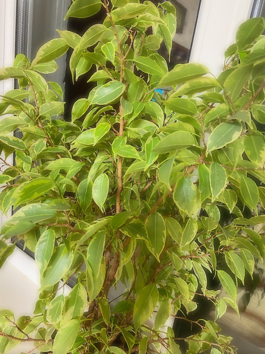 Solomonovna_'s tweet image. Фикус Бенджамина Голден Кинг 🌿🪴 #домашниерастения #сад #plants #garden