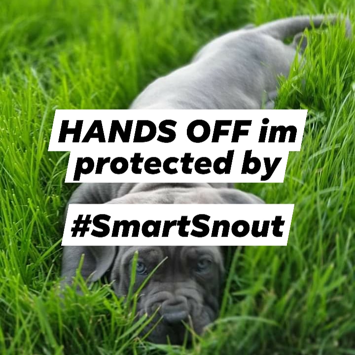 Smart Snout tweet media