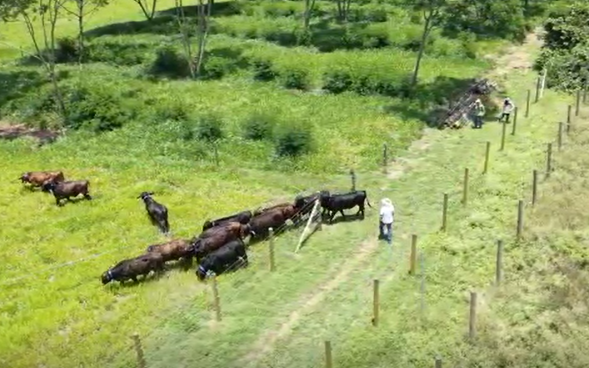 grass_scientist's tweet photo. We established a naming committee for the recently arrived animals for their tracking of movements and behaviour #DigitalFarming #PrecisionAgriculture. These are a few on the approval list: Moolato, Leucowena, Jacowbo, Mooricio, Moorby, Moothane... https://t.co/ig7mXVWnb1