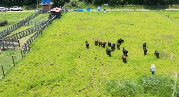 grass_scientist's tweet photo. We established a naming committee for the recently arrived animals for their tracking of movements and behaviour #DigitalFarming #PrecisionAgriculture. These are a few on the approval list: Moolato, Leucowena, Jacowbo, Mooricio, Moorby, Moothane... https://t.co/ig7mXVWnb1