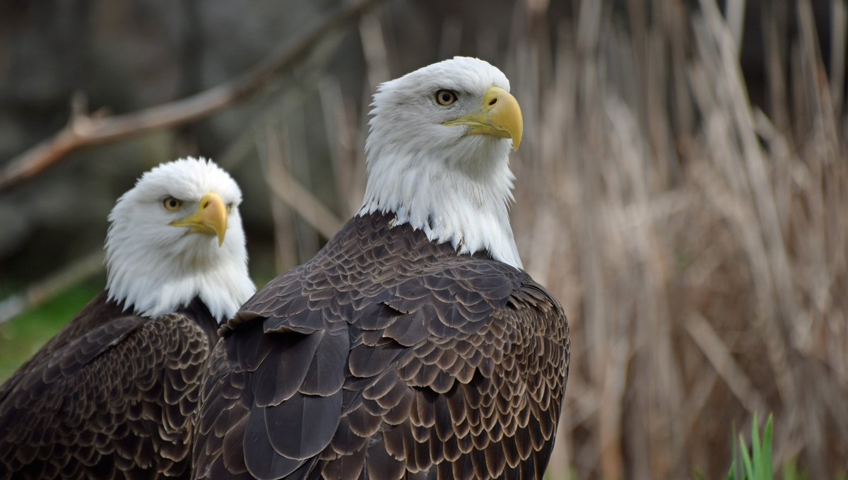 ElmwoodParkZoo's tweet photo. We think our eagles win #NationalLookAlikeDay!๐ฆ
๐ฆ
#doubletouble #twins #baldeagle
๐ท: J.Cordes https://t.co/PKJ9UTc1jd