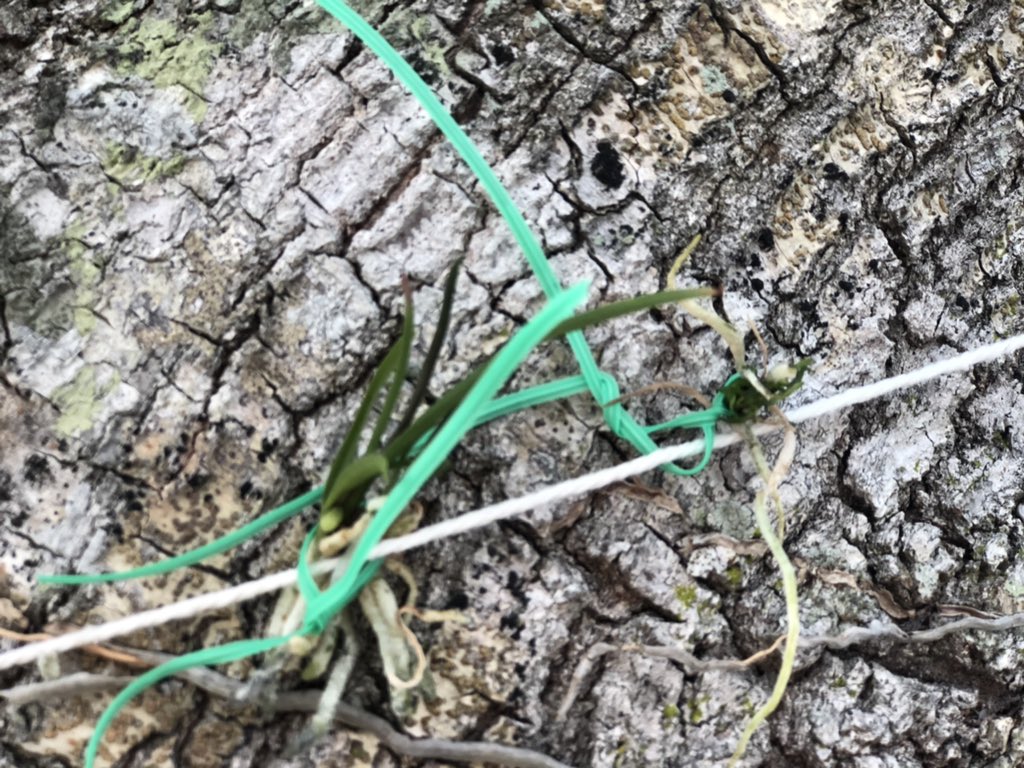 <a href="/FAUCaneInstitut/">FAU Cane Institute</a> kits include keiki <a href="/ADHUS_FAUHS/">ADHUS & FAU HS</a> Butterfly Orchid Project from <a href="/pinejog/">FAU Pine Jog Environmental Education Center</a>. <a href="/Oateslaw/">Thomas Oates</a> I ordered a blooming size from <a href="/motesorchids/">Motes Orchids</a>. #GoOwls <a href="/SylvestrisClass/">MrsSylvestrisClass</a> <a href="/LighthousePoint/">City Info</a>