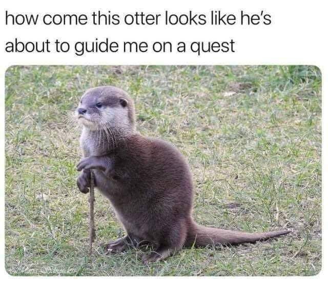 AuthorSarahAwa's tweet photo. ๐๐
#fantasy #animals #otters #animagi https://t.co/x2dmCw7rAL