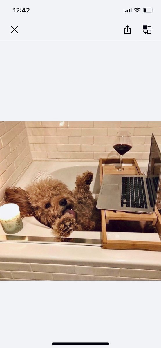 Name a better work from home situation. We’ll wait...🍷

#workfromhome #WFHgoals #wineanddogs #winelover