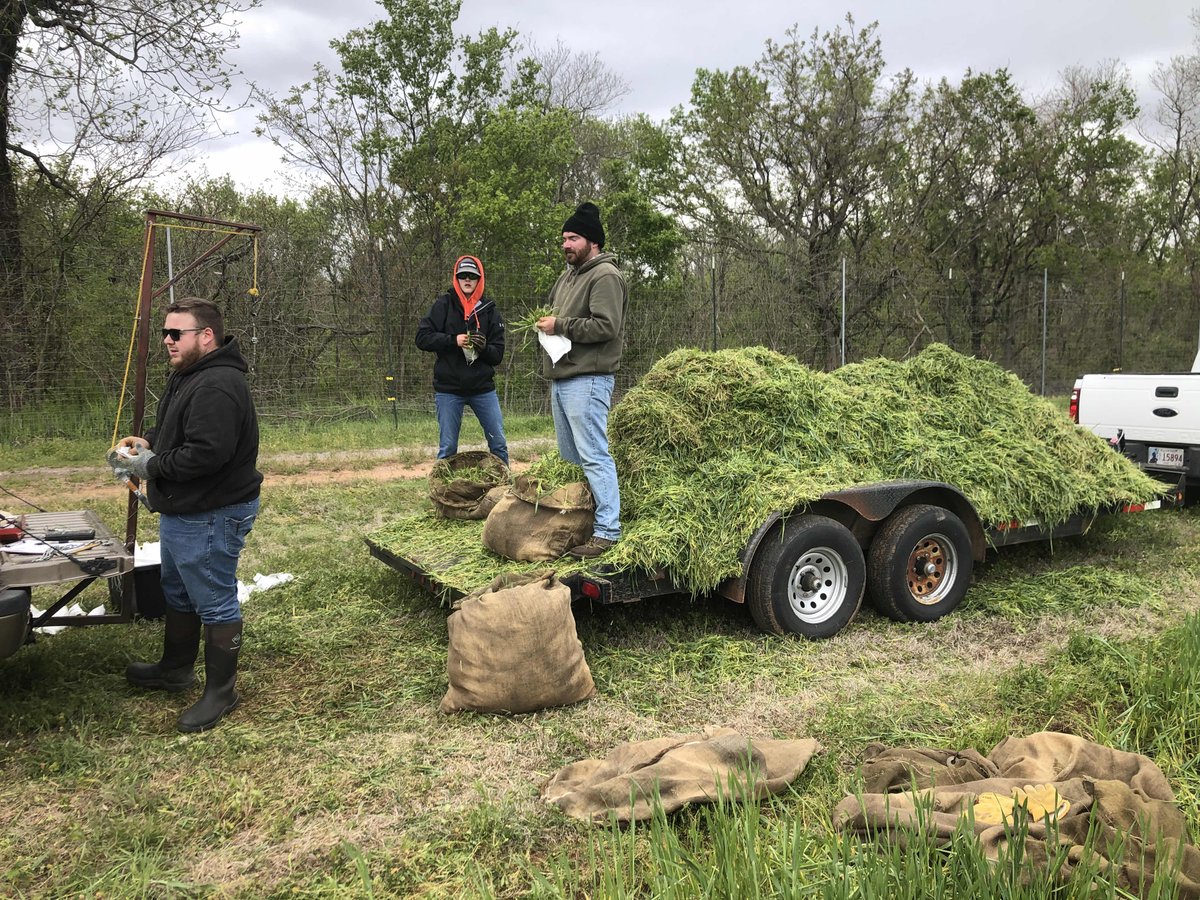 I would have never thought that we would be taking final cuttings off a #wheat forage trial (early boot stage) when it was 40 degrees and spitting snow. But there we were. #okwx
