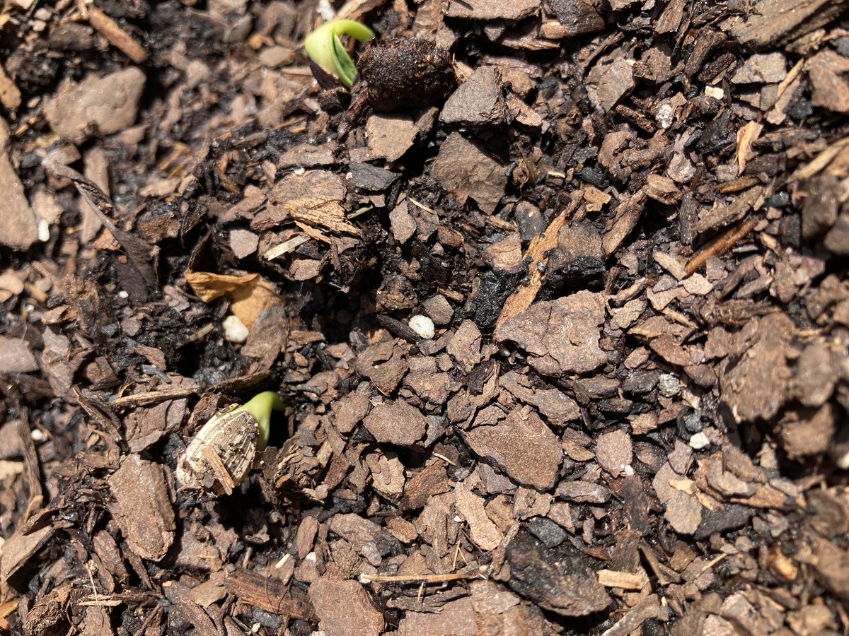 so_synsitive's tweet photo. @TMobile @Tesla I’m planting crops to start a city garden , where people can buy organic Herbs🌳 , Veggies, flowers and fruits ! 🍓🌻 All for a discounted price! #TMobileTuesdays #contest https://t.co/k3HFeAOep8