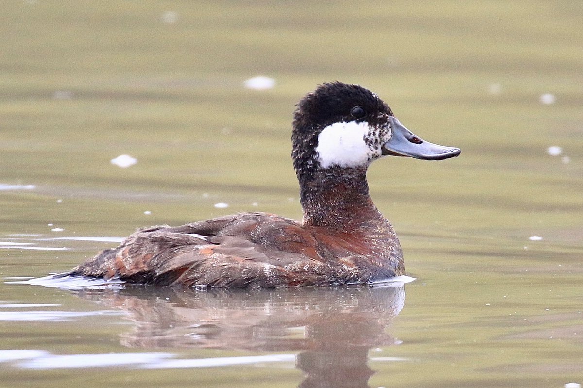birdingboy tweet picture