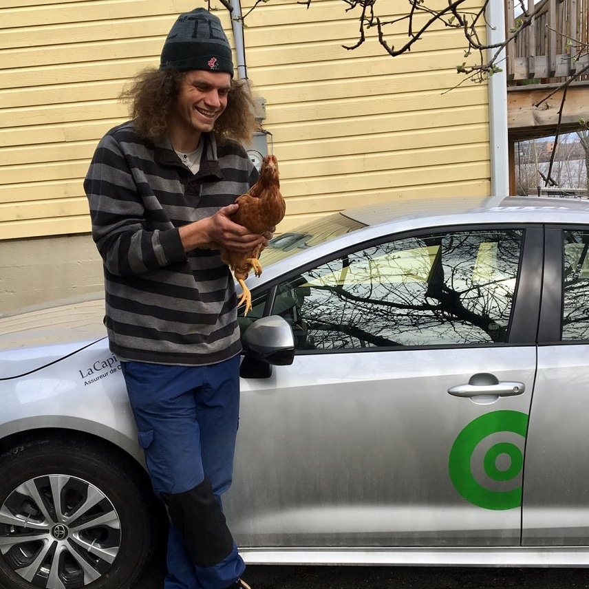 Les poules sont arrivées
Elles font dire merci à @Communauto , en vélo ça aurait brassé a mal...