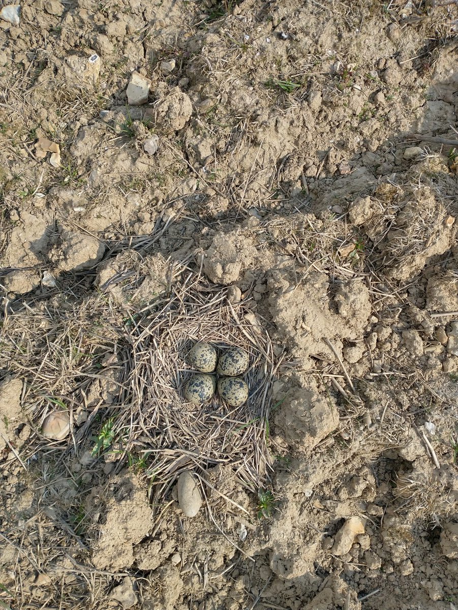 PARTRIDGE_net's tweet photo. 1-ha #lapwingplot update from England: Three pairs hatched four chicks each as of today, with another 7 females still sitting on eggs. So far so good π€@RyanABurrell is following them as part of his #PhD. https://t.co/Ed5yaieXcl