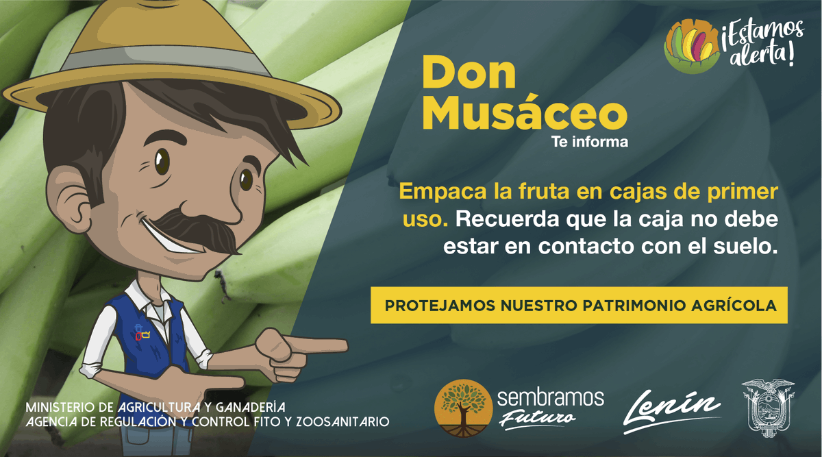 AgrocalidadZ5's tweet photo. #EstamosAlerta | Empaca el banano, orito, plátano y otras musáceas en cajas de primer uso y por ninguna razón las tengas en contacto con el suelo. Además, limita el ingreso de visitantes a la empacadora y establece un punto de desinfección. 

#EcuadorSinFocR4T🇪🇨 https://t.co/l9GeP4SvFK