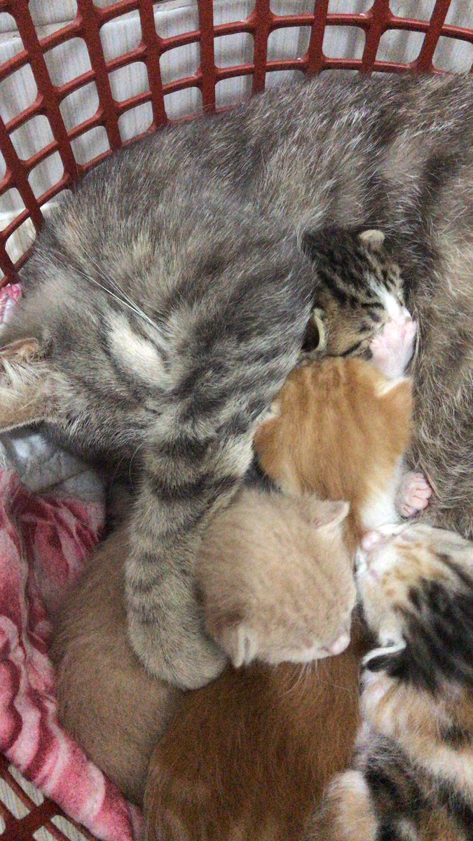 Sokak kedisi doğum yaptığı için evde bakıyoruz,4 tane bebeğimiz var,muhtemel tekmelendiği için anne kedinin bacağı kırılmış.Veterinere götürdük ancak ameliyat olması gerekiyor. Ameliyat ücreti 3bin₺ barınağa vermek istemiyorum.Yardımcı olabilecek arkadaşlar lütfen ulaşsın