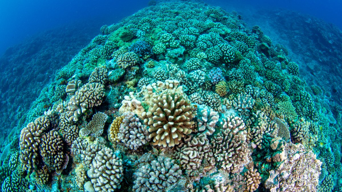 CoralReefFish's tweet photo. Coral reefs cover less than 1% of the surface of the ocean, but are home to over 25% of all of the diversity of life in it. That also means that you can protect 99% of the ocean without protecting a single coral reef. Conservation is not just about area. #NotJustArea https://t.co/LmjXxgaROW