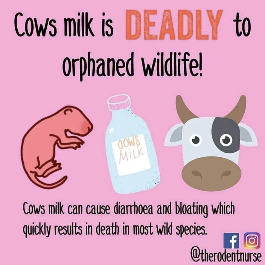 Serengetifound's tweet photo. Guess the #1 mistake made when finding a wild baby? GIVING FOOD &amp; WATER!

Wild babies are different than humans. What's ok for one can cause death in another! They have different digestive enzymes &amp; need specialized formula, pre-hydration &amp; care.

Read 👇
https://t.co/ydTm27Tbon https://t.co/x5KrSroJ36