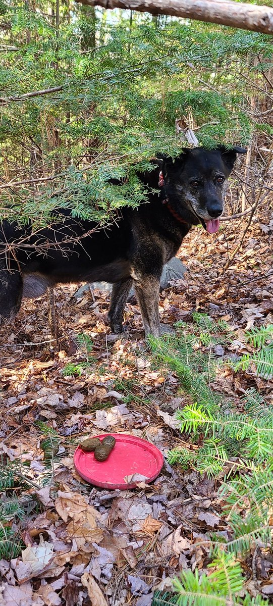 telvette's tweet photo. I was throwing the Frisbee for Brody today. On one throw he didn't bring it back to me.. I called for him, he barked.. I called for him, he barked. I went to see what the problem was. He shit on the Frisbee... #dogs #niceaim #mansbestfriend #doge #DogeDay https://t.co/HxBBjF18co