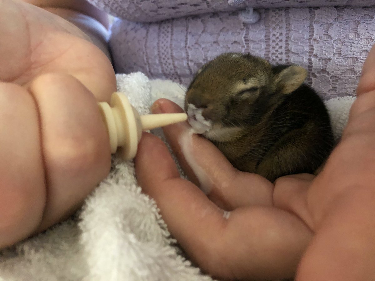 Serengetifound's tweet photo. Guess the #1 mistake made when finding a wild baby? GIVING FOOD &amp; WATER!

Wild babies are different than humans. What's ok for one can cause death in another! They have different digestive enzymes &amp; need specialized formula, pre-hydration &amp; care.

Read 👇
https://t.co/ydTm27Tbon https://t.co/x5KrSroJ36
