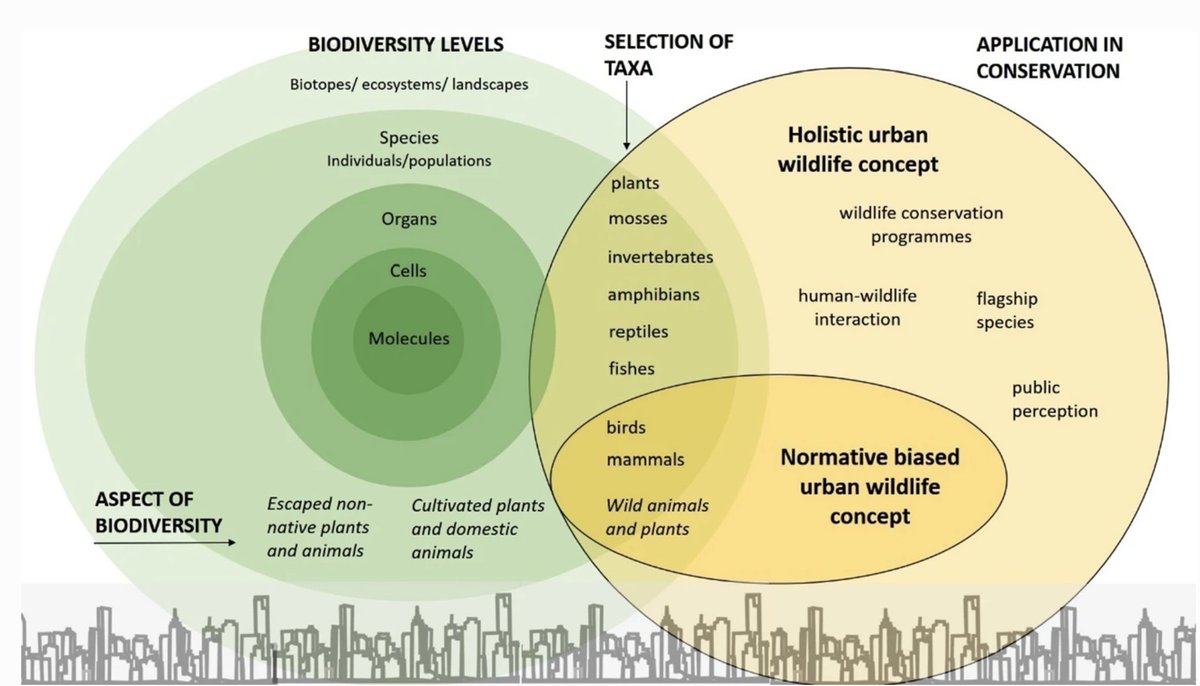 Monika Egerer (@monikaegerer) on Twitter photo What do you think about the notion of #urbanwildlife? What are ways that we can re-frame wildlife as more than charismatic species in our outreach and conservation actions? Share your thoughts (and maybe check out our paper :)) <a href="/sa_buchholz/">Sascha Buchholz</a>
link.springer.com/article/10.100… What do you think about the notion of #urbanwildlife? What are ways that we can re-frame wildlife as more than charismatic species in our outreach and conservation actions? Share your thoughts (and maybe check out our paper :)) <a href="/sa_buchholz/">Sascha Buchholz</a>
link.springer.com/article/10.100…