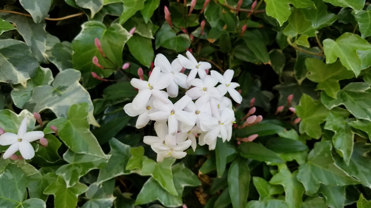 蔓性植物 蔓性植物