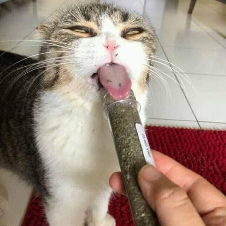 420DayFiance's tweet photo. HAPPY 420 K1s!!! We 💚you! Join us today at 4:20pm pt for an extra litty #90dayfiance twitch stream💨💨💨
Go to https://t.co/ZQlLcLvlZi
Regram @meowedofficial
#420 #celebrate #highcat https://t.co/rJ1tJnsL2b