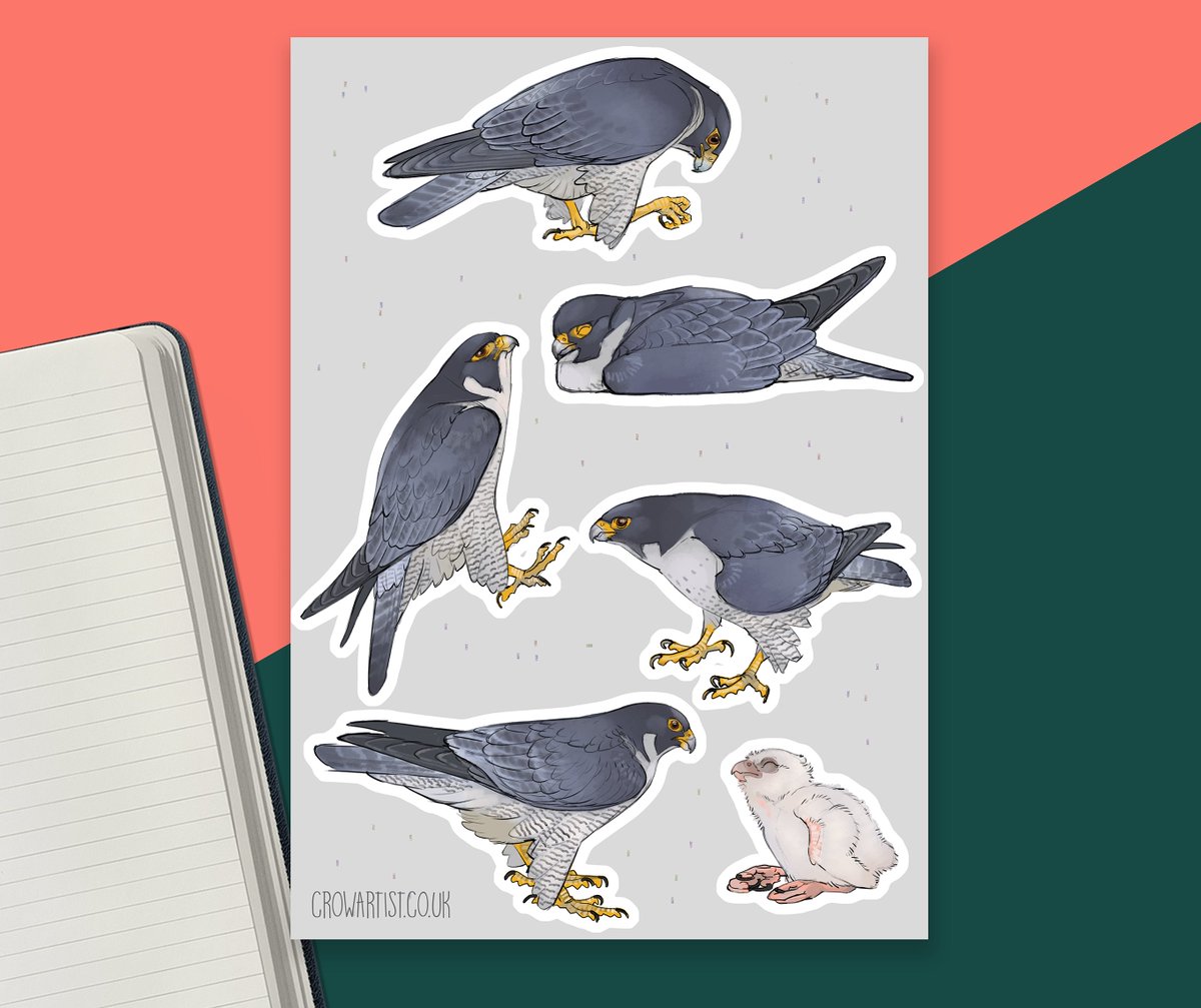 crow_artist's tweet photo. Added a new Peregrine Sticker sheet to my store! Inspired by the live webcams I've been watching of them the past few years. https://t.co/RAO6CjAV5k