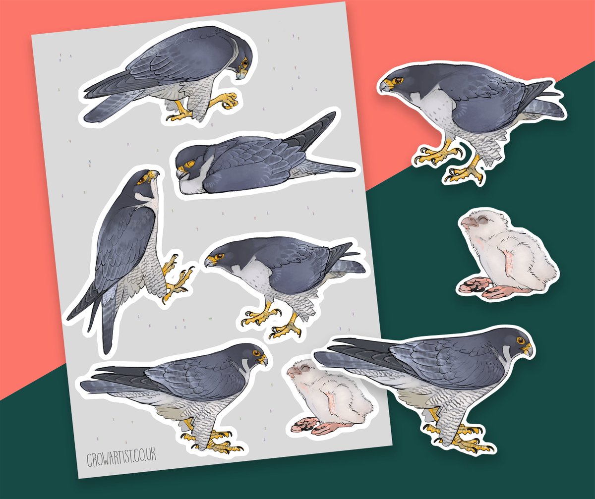 crow_artist's tweet photo. Added a new Peregrine Sticker sheet to my store! Inspired by the live webcams I've been watching of them the past few years. https://t.co/RAO6CjAV5k