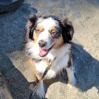 #tongueoutTuesday #dogs #DogsofTwittter