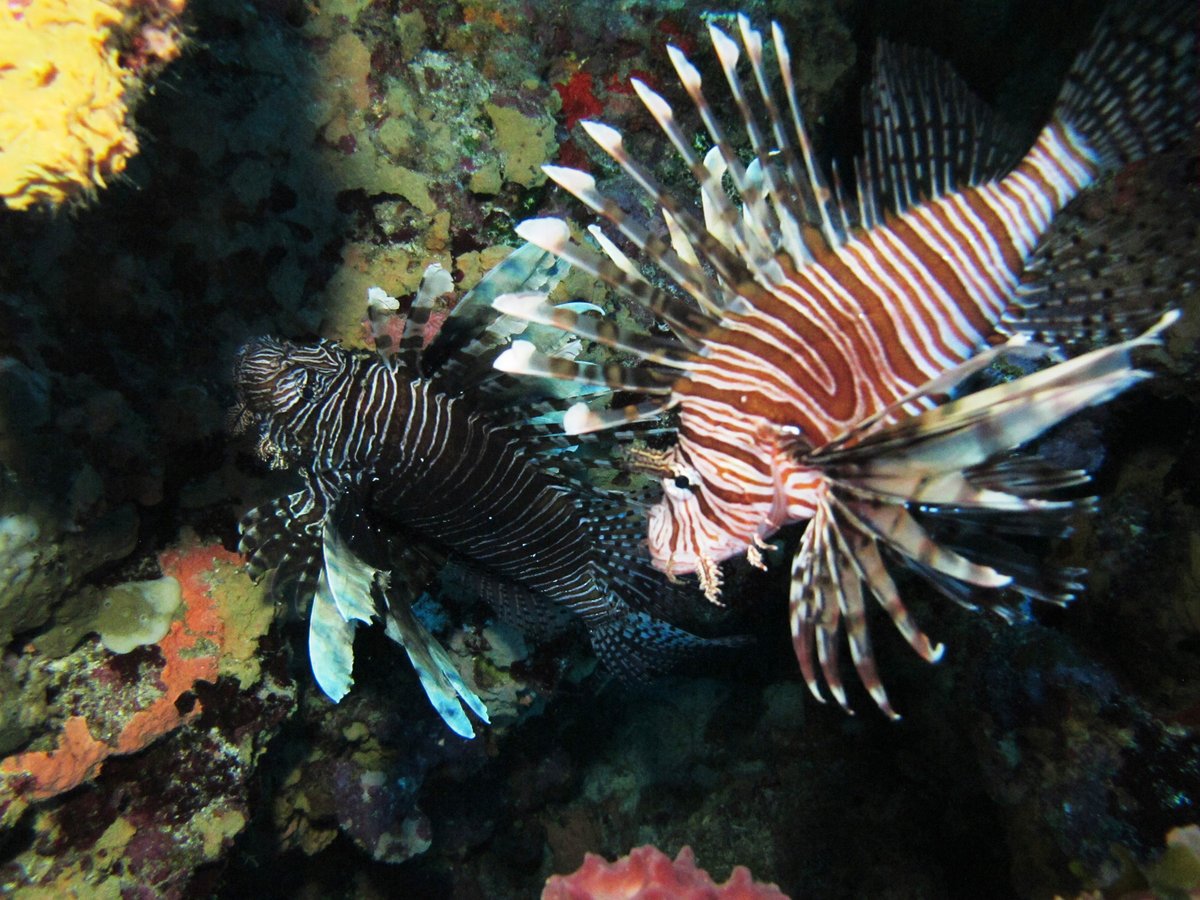 FGBNMS's tweet image. What can you do to prevent #InvasiveSpecies? Don’t release non-native species into local ecosystem. Participate in removal events, such as the Lionfish Invitational that @FGBNMS hosts every year. Educate others about invasive species! go.usa.gov/xH82c
#EarthWeek #EEWeek