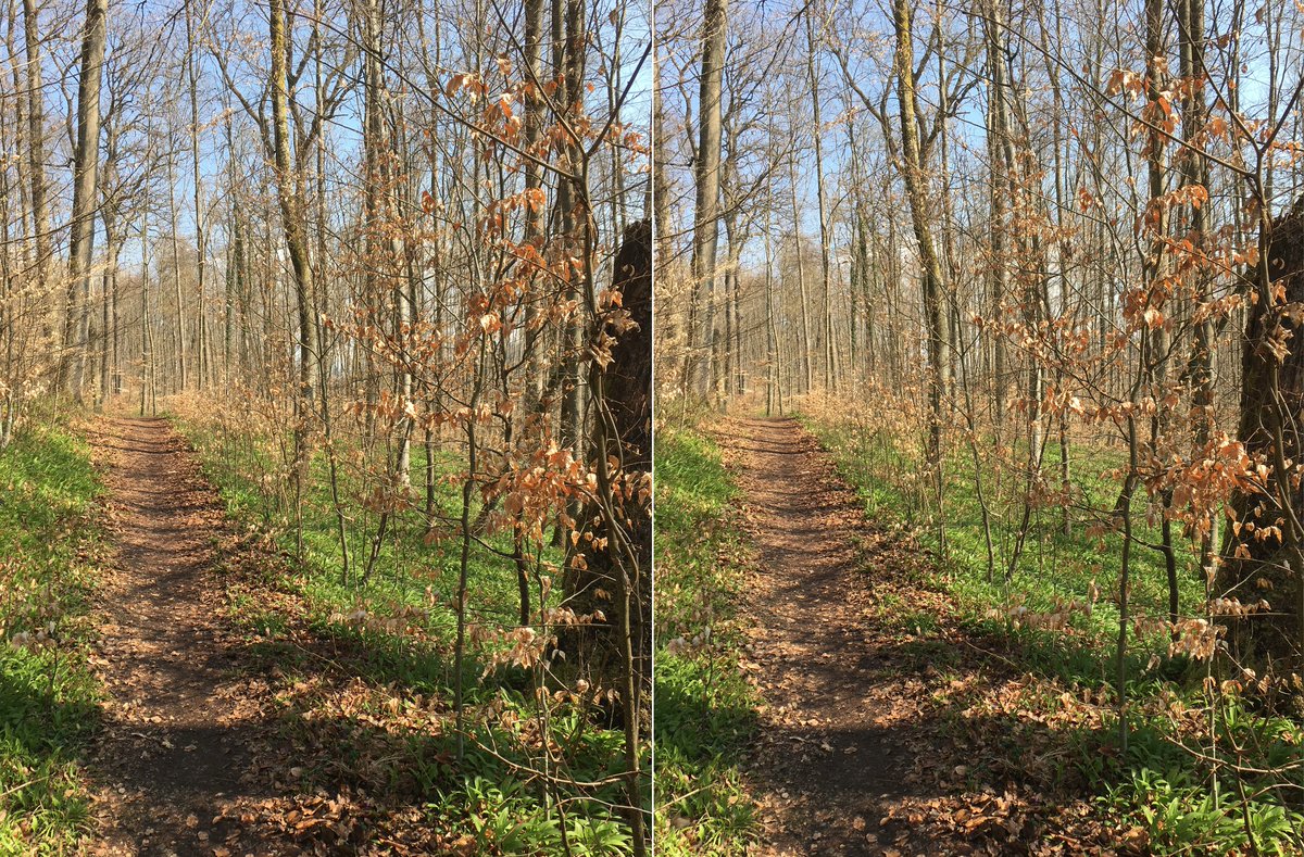  #waldszenen 20210420Browse this thread to see the same forest spot change from day to day ... Double mounts are  #3D. Read on to test this experience:  https://twitter.com/mweiss_tue/status/1373970623739879425?s=20