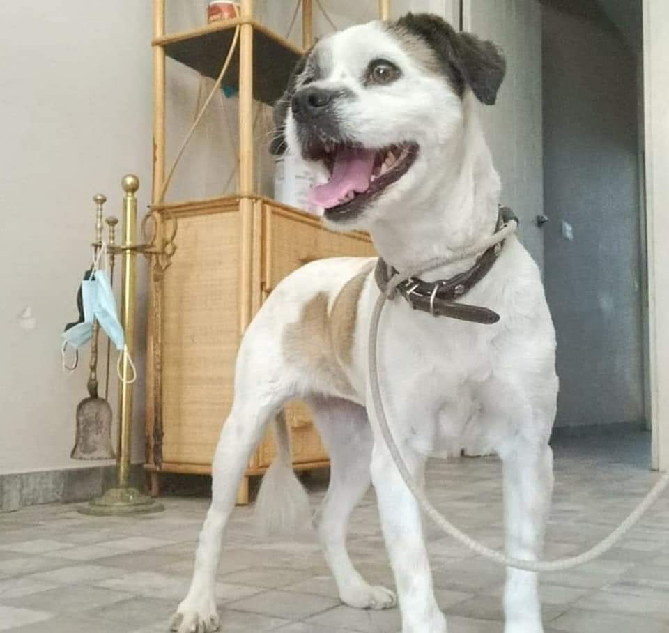 LASAnimal's tweet image. #FRUTI madurita de 8 años y 9kg 
Ha sido abandonada junto a su mamá en la puerta de una compañera, tiene el pelo largo muy suave está peladita. 
Su mamá ya ha sido adoptada y ella está muy triste. No entiende cómo está sola en un chenil

✍️📧👇
adopcion.lasanimal@gmaii.com