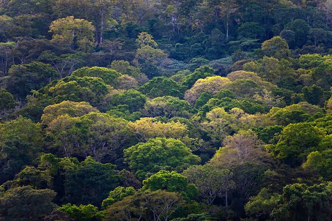 Amazon borneo congo