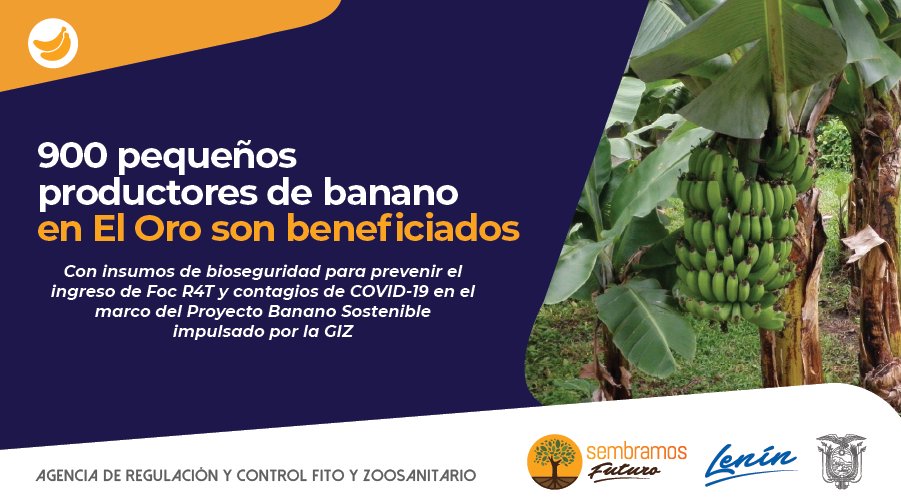 AgrocalidadEC's tweet photo. #AgrocalidadContigo | En conjunto con @GIZEcuador @AgriculturaEc e @INIAPECUADOR, llevamos a cabo el proyecto #BananoSostenibleEc que en su primera etapa beneficia a 900 pequeños productores bananeros de la provincia de El Oro.
#EcuadorEsCalidad https://t.co/QAKhIVzuTd