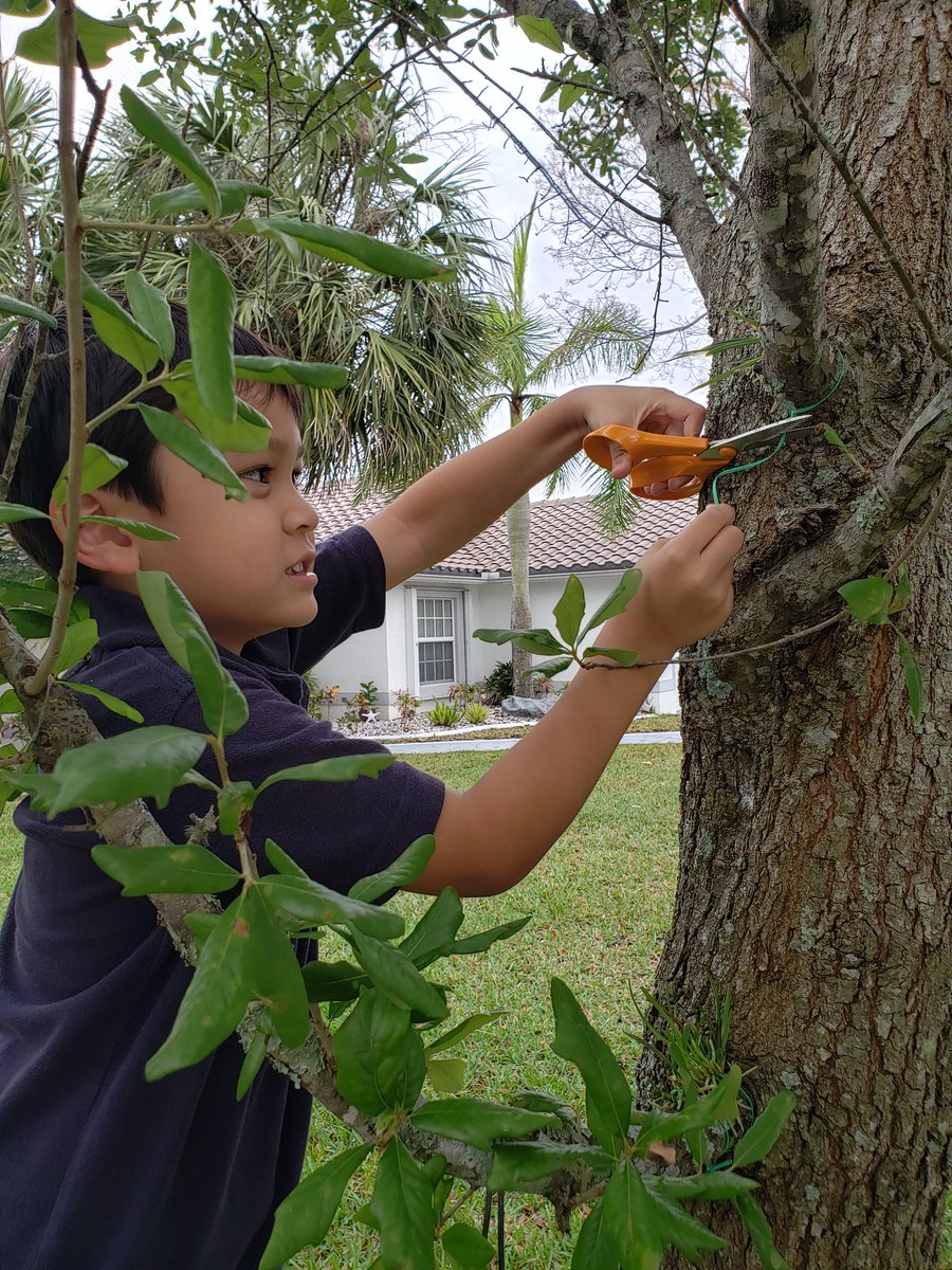 HAPPY EARTH WEEK!  Out-planting our <a href="/ADHUS_FAUHS/">ADHUS & FAU HS</a> <a href="/FAUCaneInstitut/">FAU Cane Institute</a> Florida Butterfly Orchid from this week's TCI STEM@Home kit.  Don't forget to add your orchid to iNaturalist! <a href="/Pinejog/">FAU Pine Jog Environmental Education Center</a> <a href="/bees_sherry/">Sherry Bees</a> <a href="/millionorchid/">MillionOrchidProject</a> <a href="/bees_sherry/">Sherry Bees</a> <a href="/fauhs_research/">FAUHS Research</a> <a href="/FAUNewsDesk/">Florida Atlantic News Desk</a>