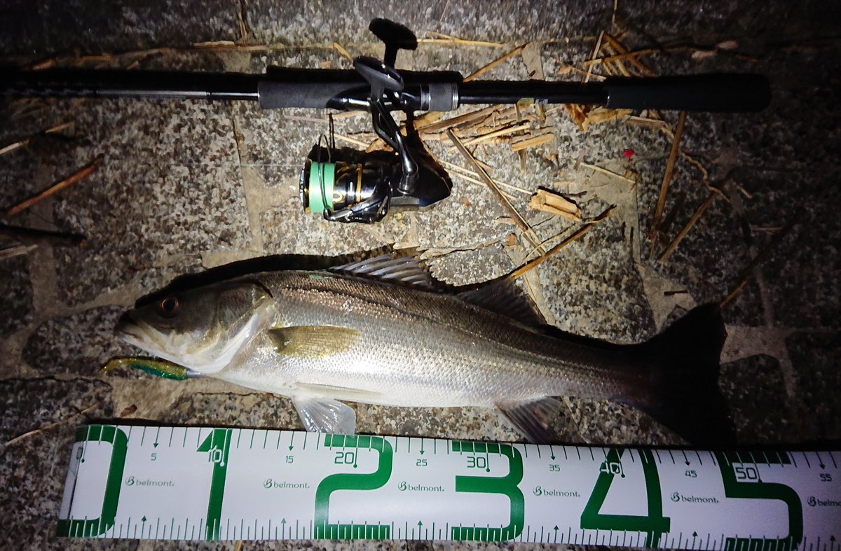 かつおの一魚一会録 Ka2o Angle Twitter かつおの一魚一会録 Ka2o Angle Twitter