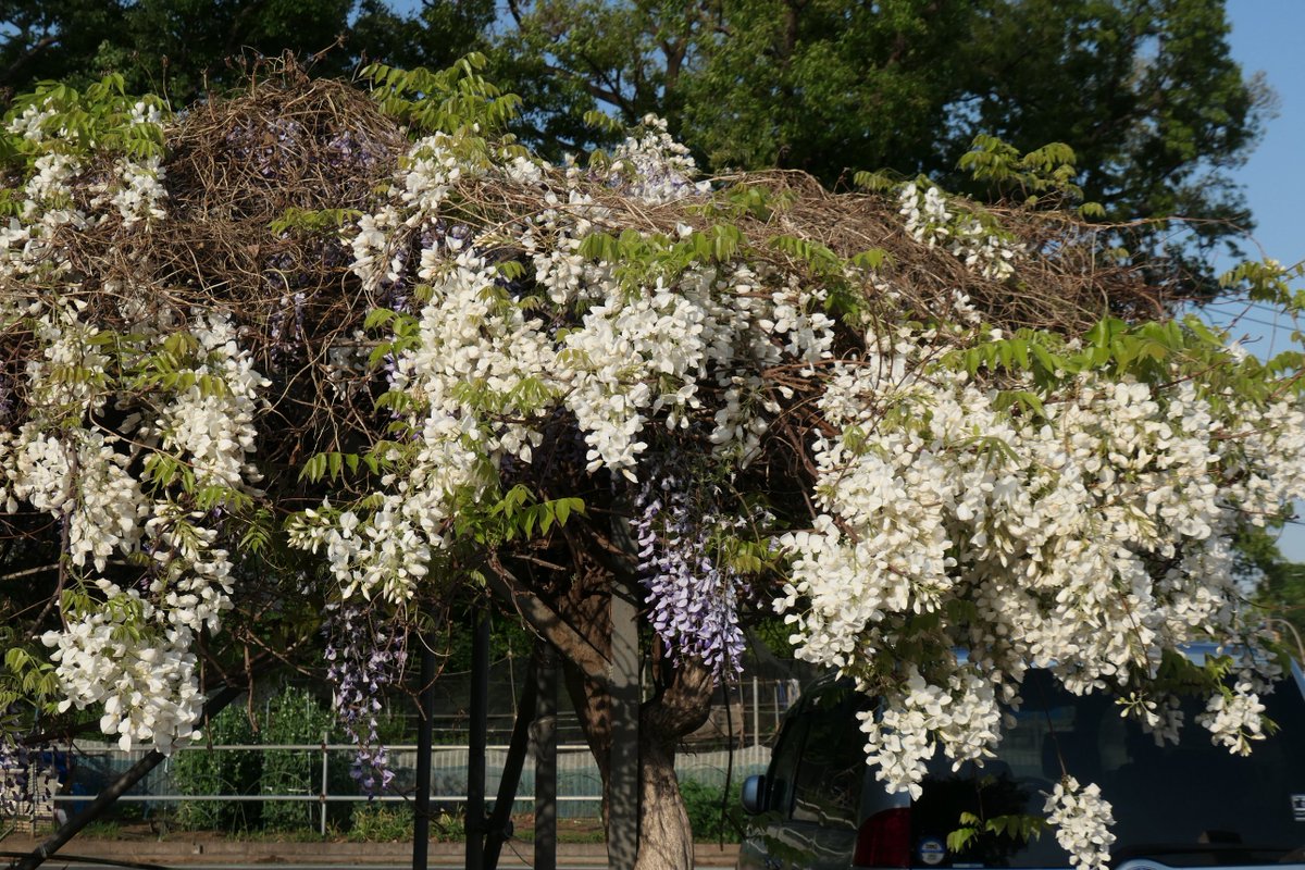 白藤が開花し、芳香漂う。＠北永井・三芳町で。
＃いいね三芳町