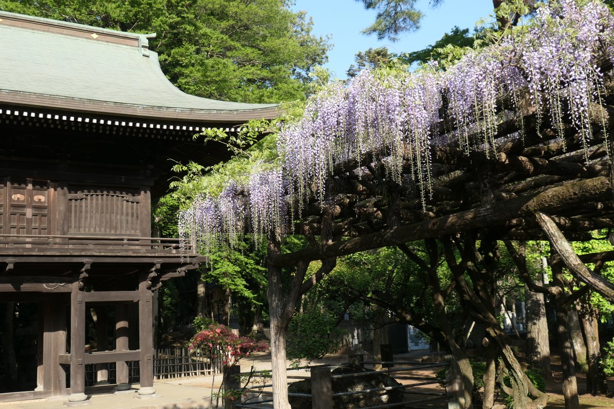 開花した多福寺の藤の花。＠三芳町で。
＃いいね三芳町
